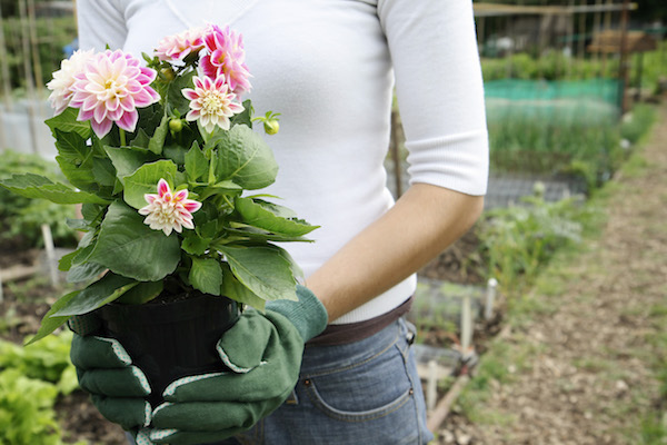 Gardening